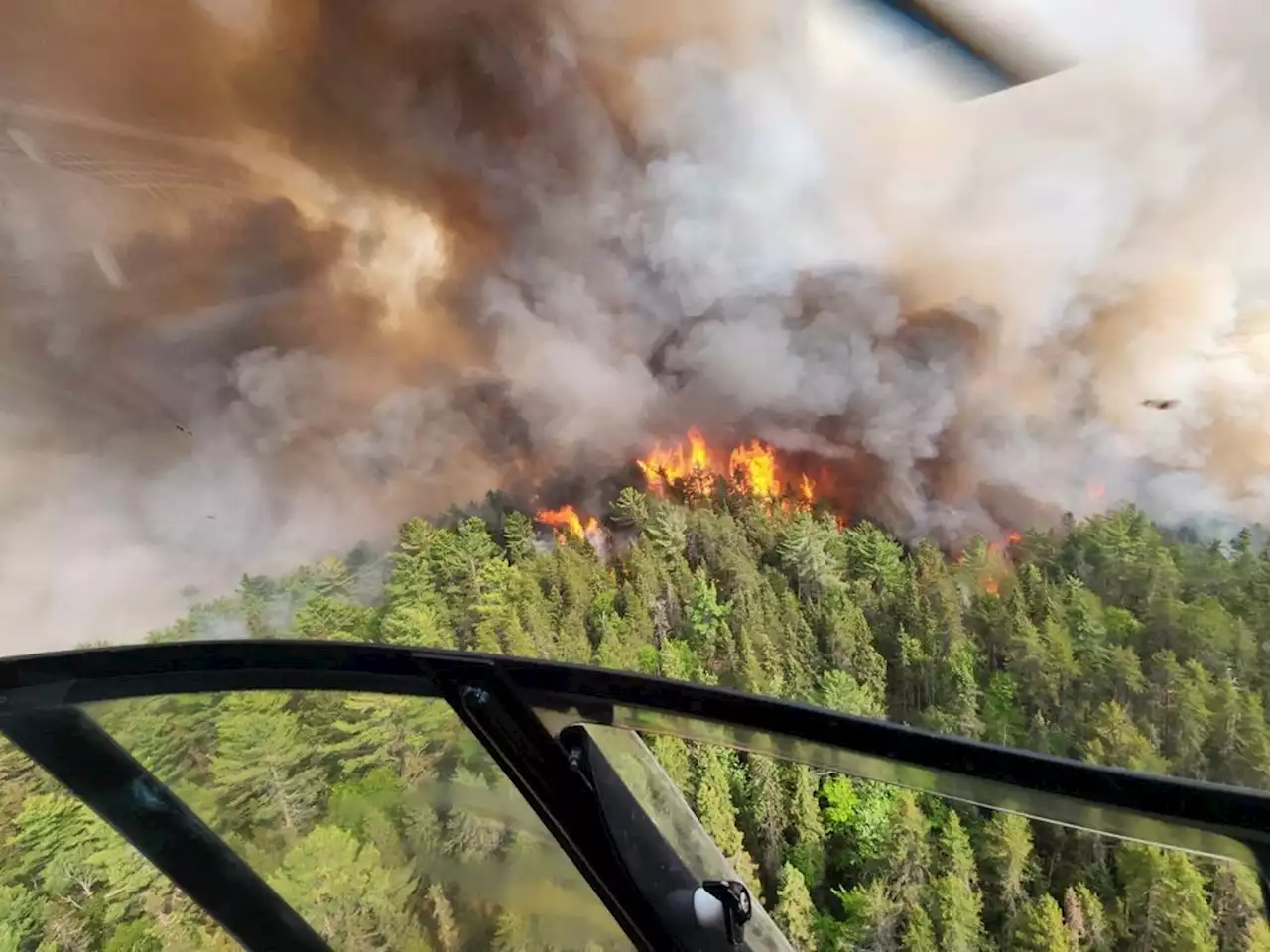 Wildlife unseen casualty as forests burn in worst wildfire season of the century