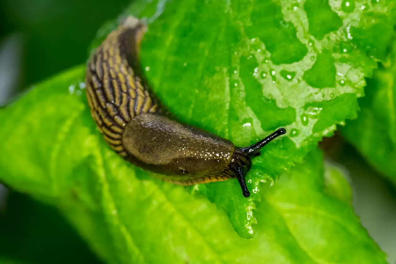 I'm a gardening expert - my free hack to keep snails & slugs out of your garden