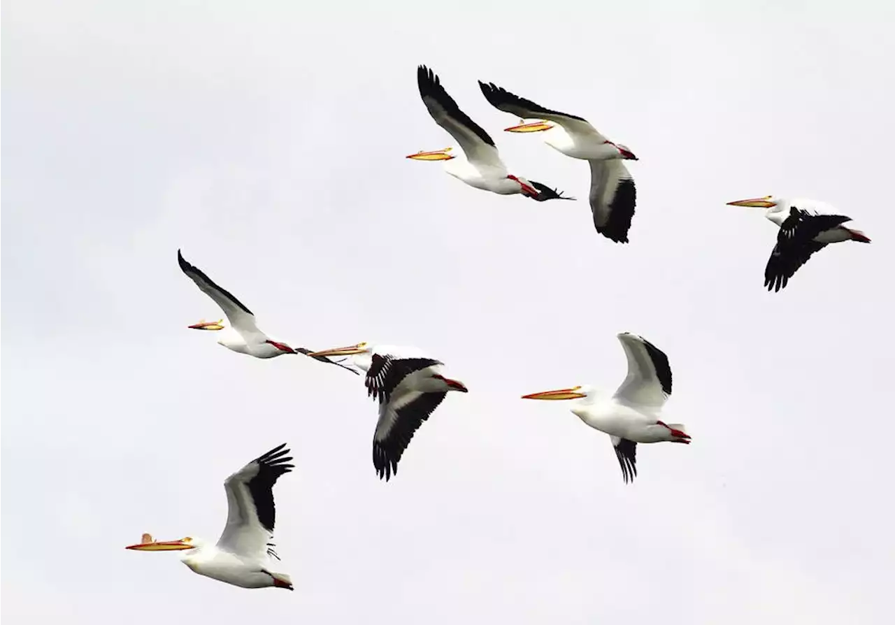 Endangered white pelicans spotted on Island