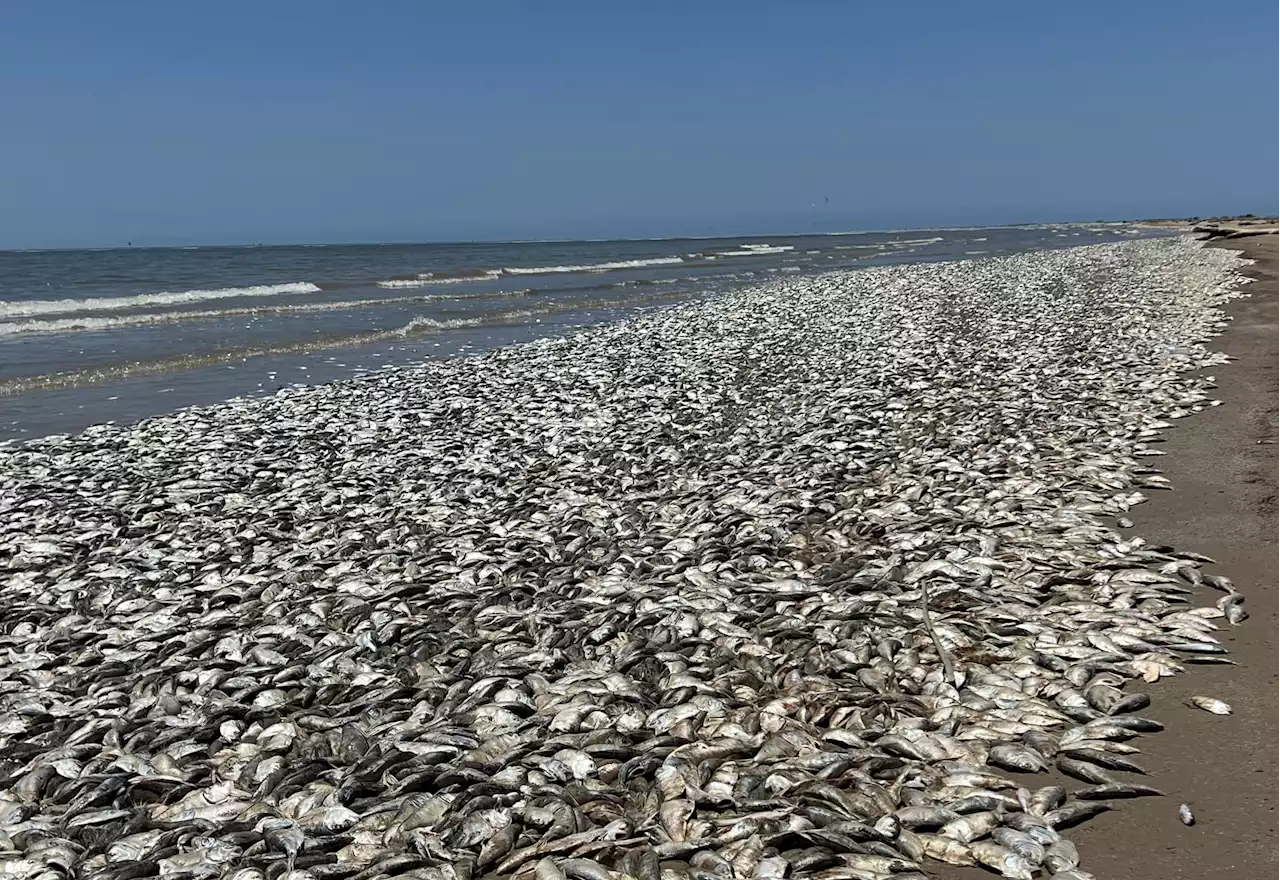 Dead Fish and Flesh-Eating Bacteria at the Beach Are Warnings From a Warming Ocean