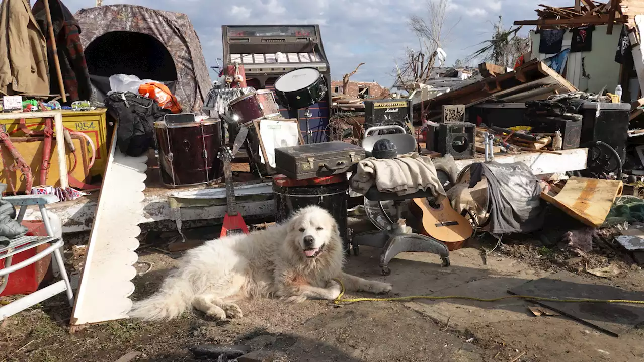 How To Keep Your Pets Safe During A Tornado Or Storm | Weather.com