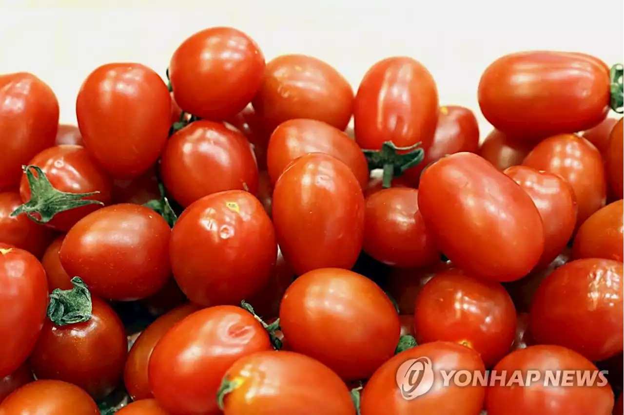 6살 딸이 먹고 싶다고 해서 방울토마토 1팩 훔친 엄마 | 연합뉴스