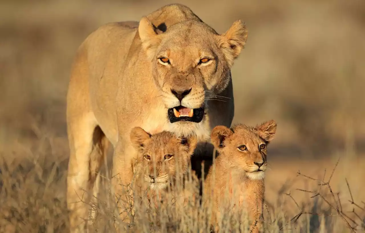 Une lionne tue ses deux lionceaux après leur vaccin dans un zoo belge