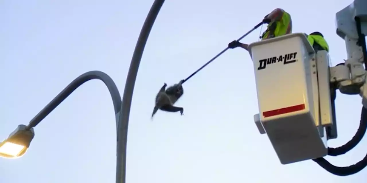 WATCH: Officials rescue raccoon stuck at top of highway light pole