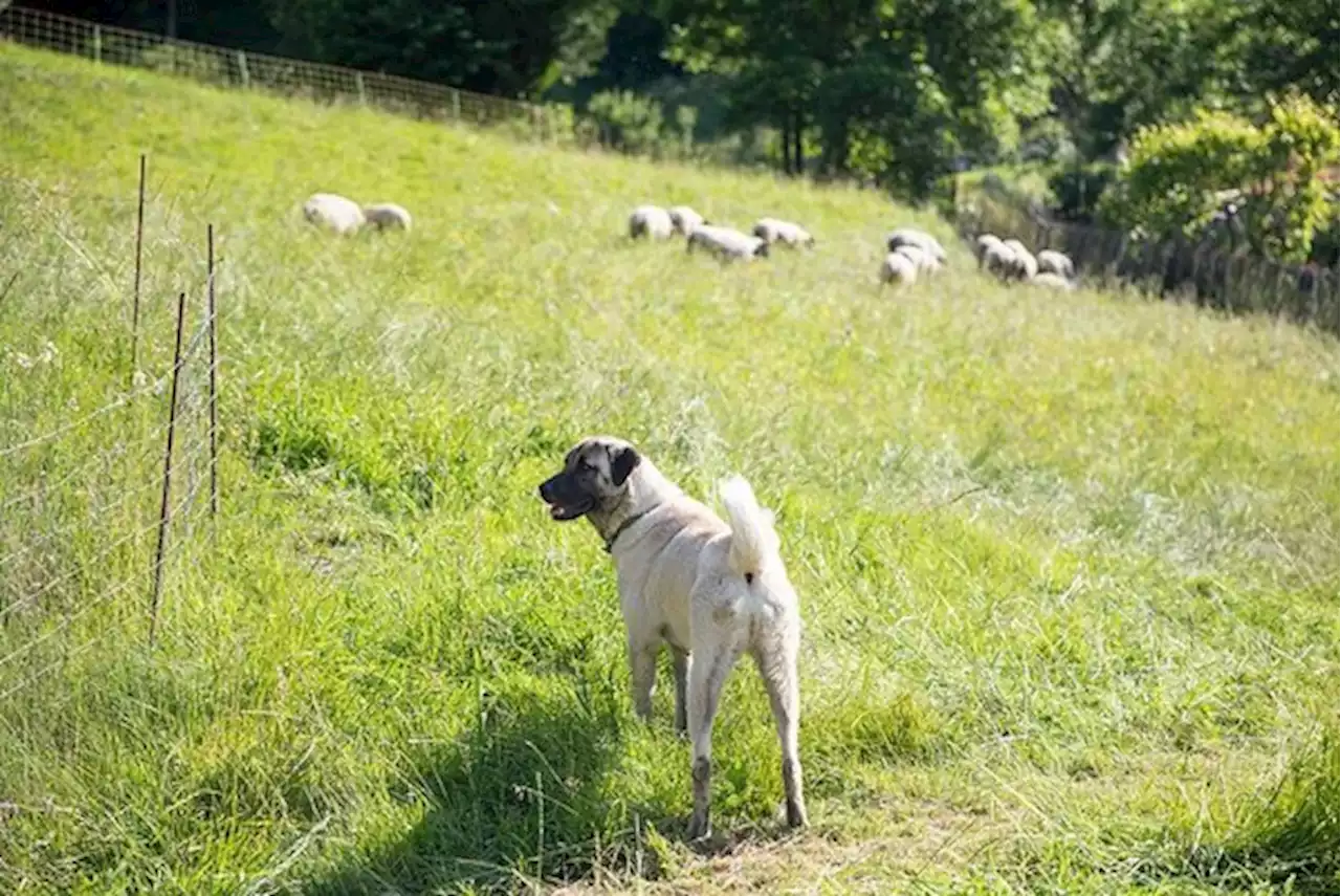 Zu wenig Herdenschutzhunde – Wallis entwickelt eigenes Programm - bauernzeitung.ch