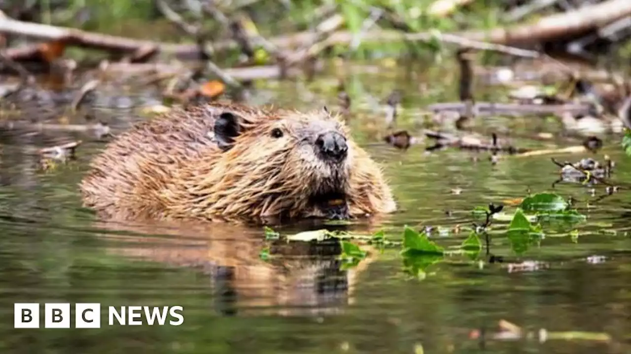 Beaver experiment 'changing the environment' in North Yorkshire