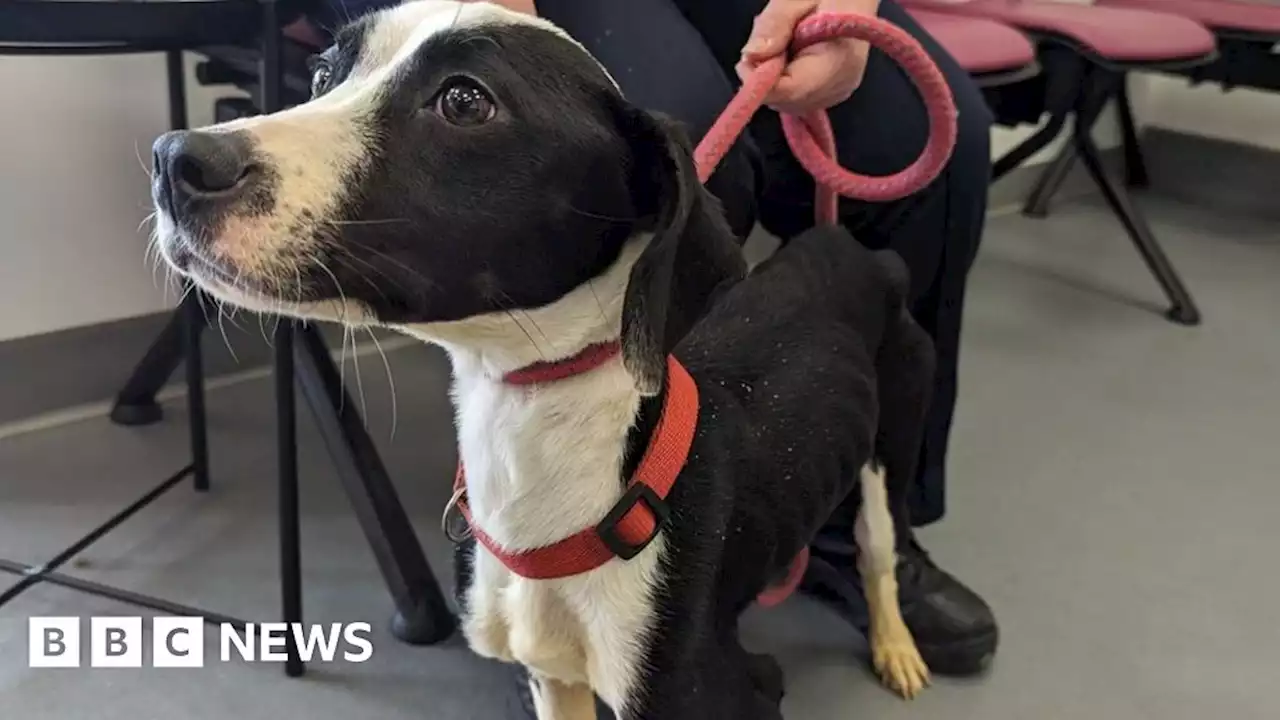 Emaciated puppy found in South Yorkshire making progress - RSPCA