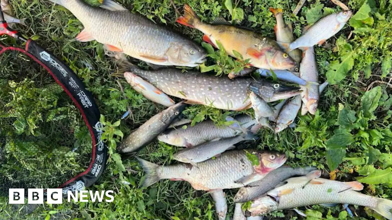 River Avon angling suspended as thousands of dead fish found