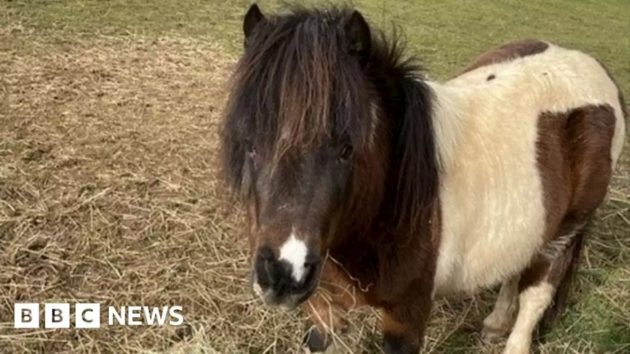 Somerset disabled riding group pony Star is found