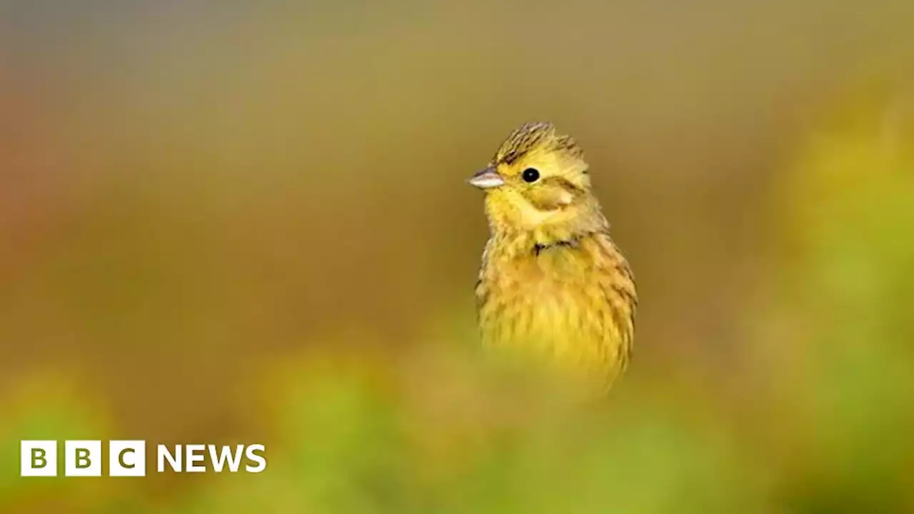 East West Rail: Campaigners fear rare species will be lost forever