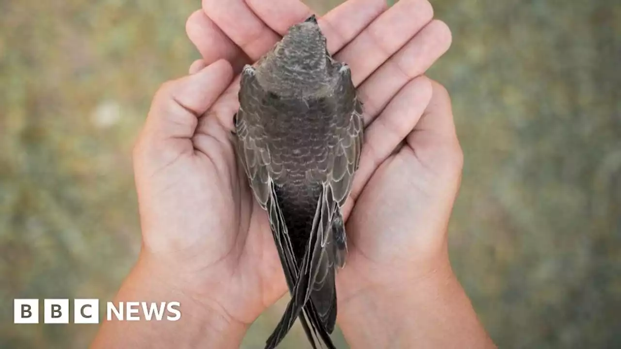 Swift boxes added to Aylsham church to help breeding birds