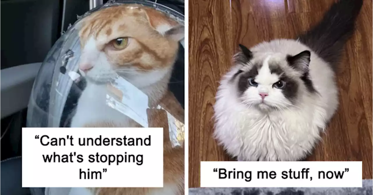 40 Times People Just Had To Snap A Pic Of Their Angry, But Cute Cats