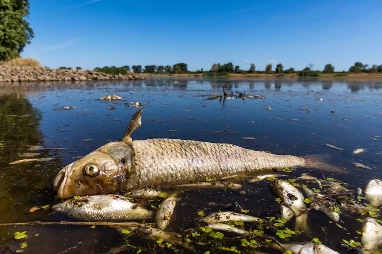 Bundesumweltministerin alarmiert: Fund toter Fische in Polen