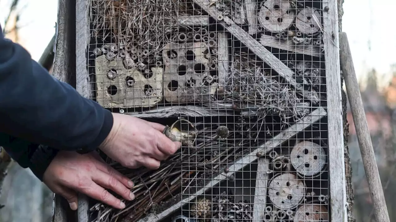 Wie sollte ein gutes Insektenhotel gebaut sein?