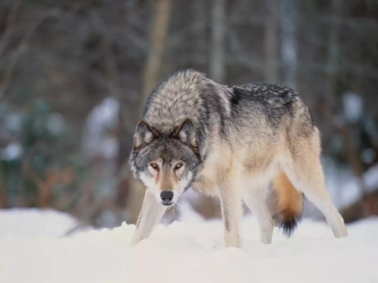 Wolves that nearly died out from inbreeding recovered, now helping a remote island's ecosystem