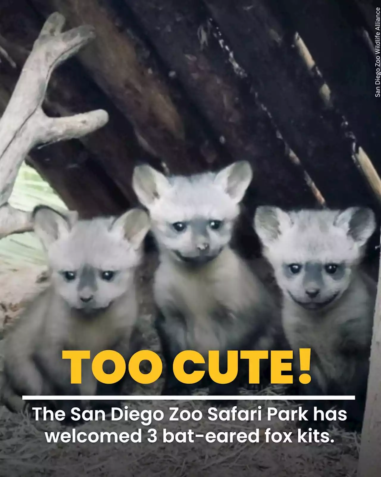 VIDEO: Safari park welcomes 3 bat-eared fox kits