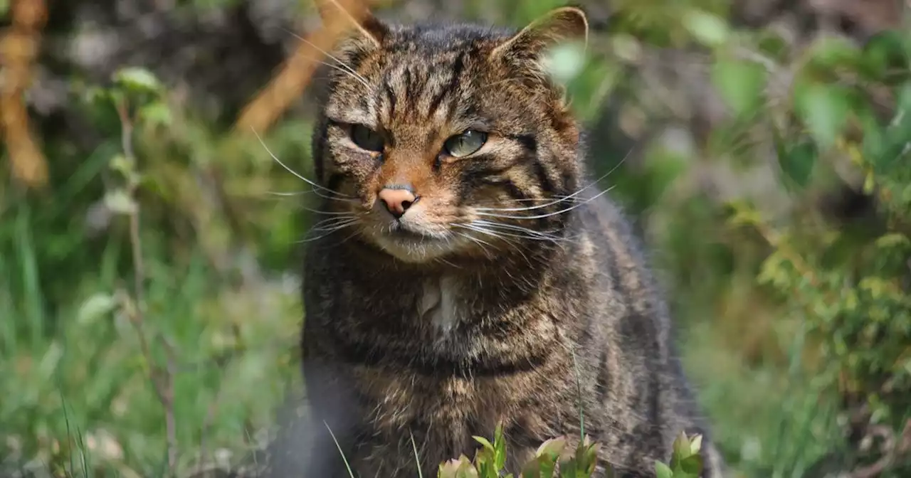 Critically endangered Scottish wildcats released into Cairngorms National Park