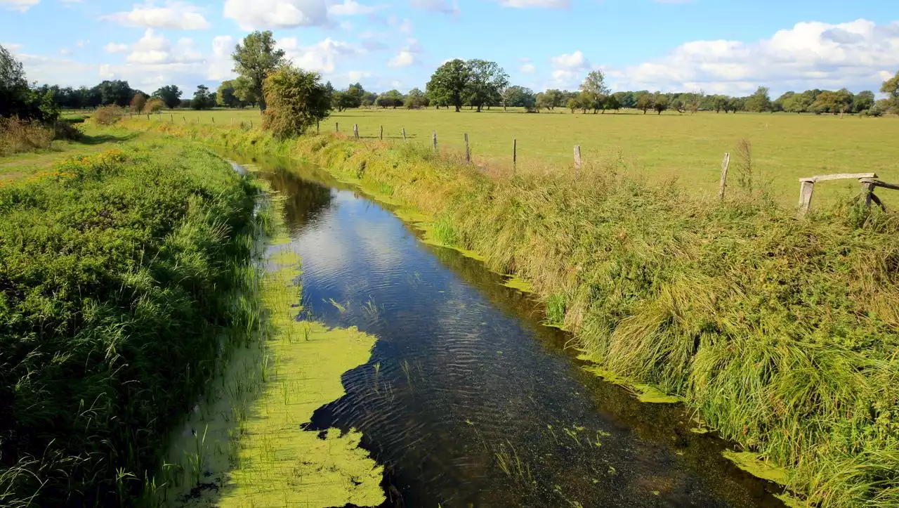 Milde in Sachsen-Anhalt: Angler bergen mehr als hundert Kilo tote Fische