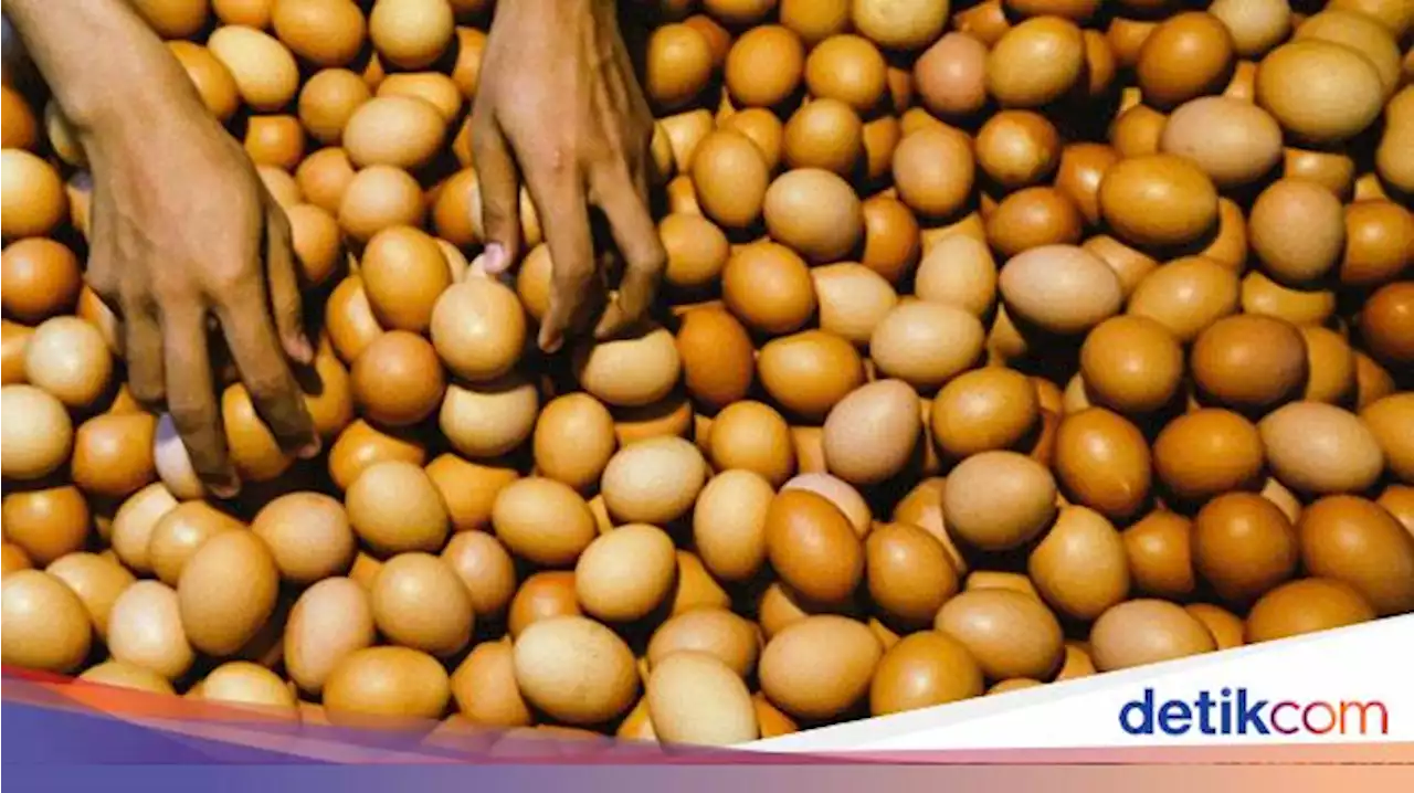 Zulhas Bilang Harga Telur Bisa Turun 2 Minggu Lagi Nih