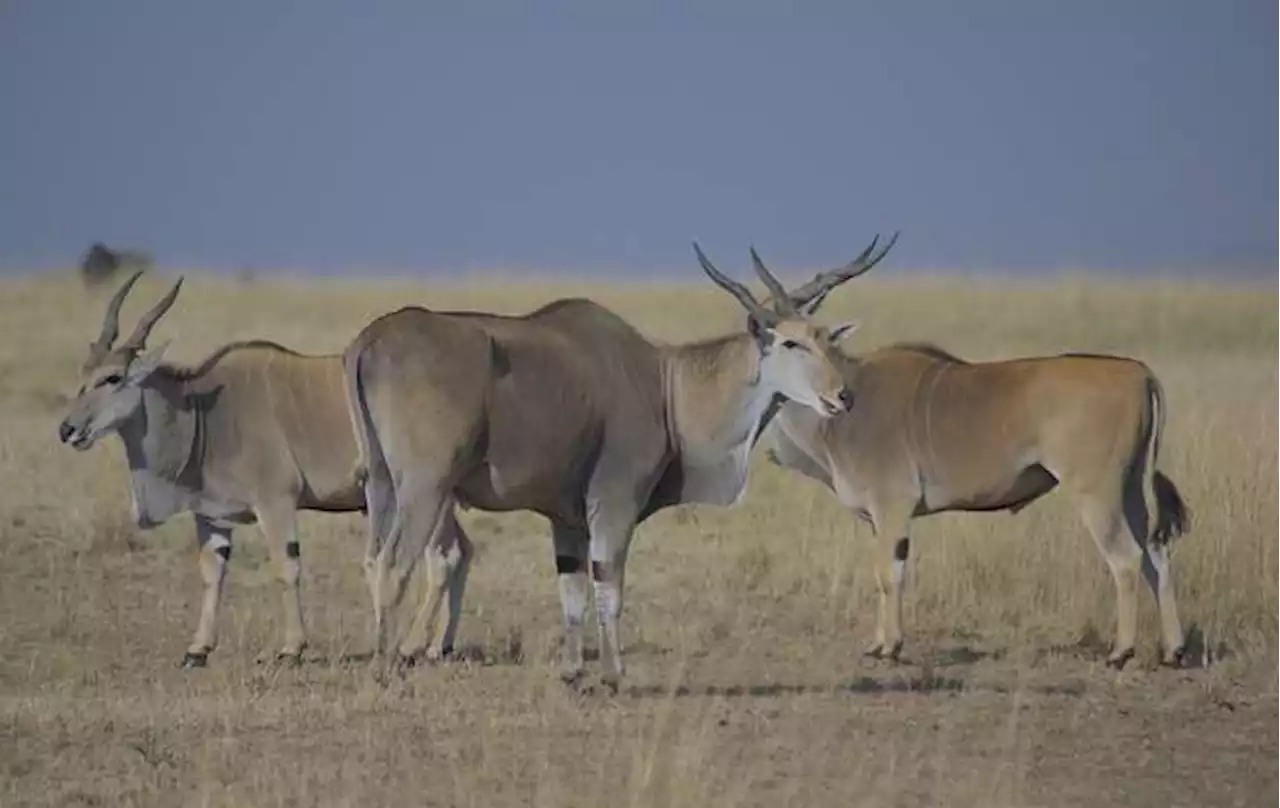 Así se han adaptado los antílopes a las altas temperaturas