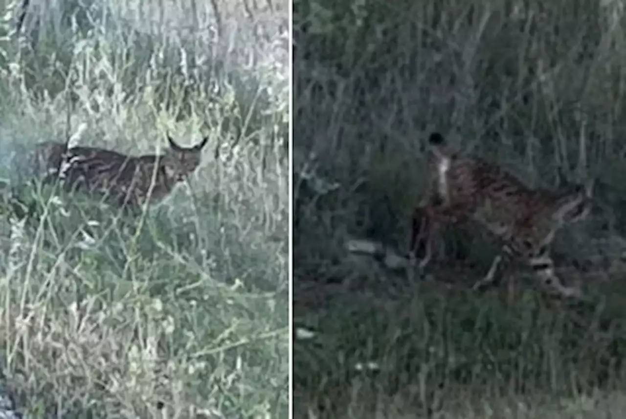 Graban por primera vez el avistamiento de un lince en Madrid