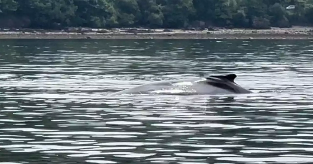 River Clyde whale 'distressed' as jet skis and boat get 'too close'