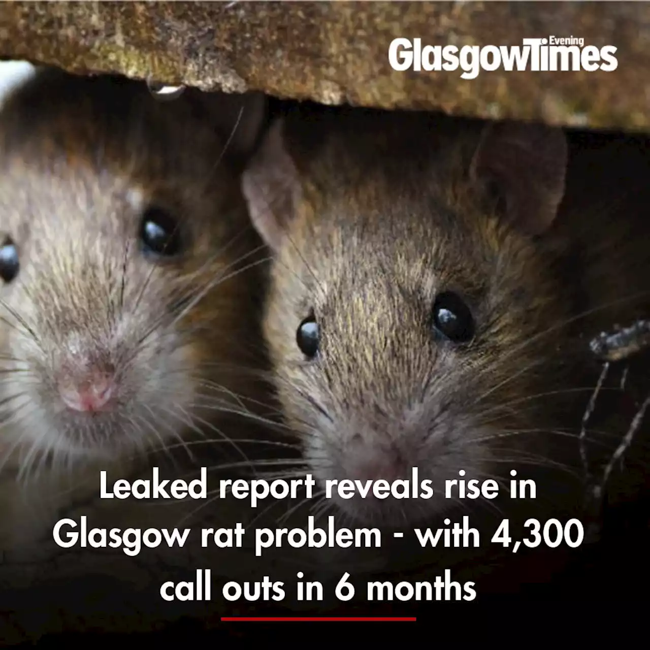 Leaked report reveals rise in Glasgow rat problem - with 4,300 call outs in 6 months