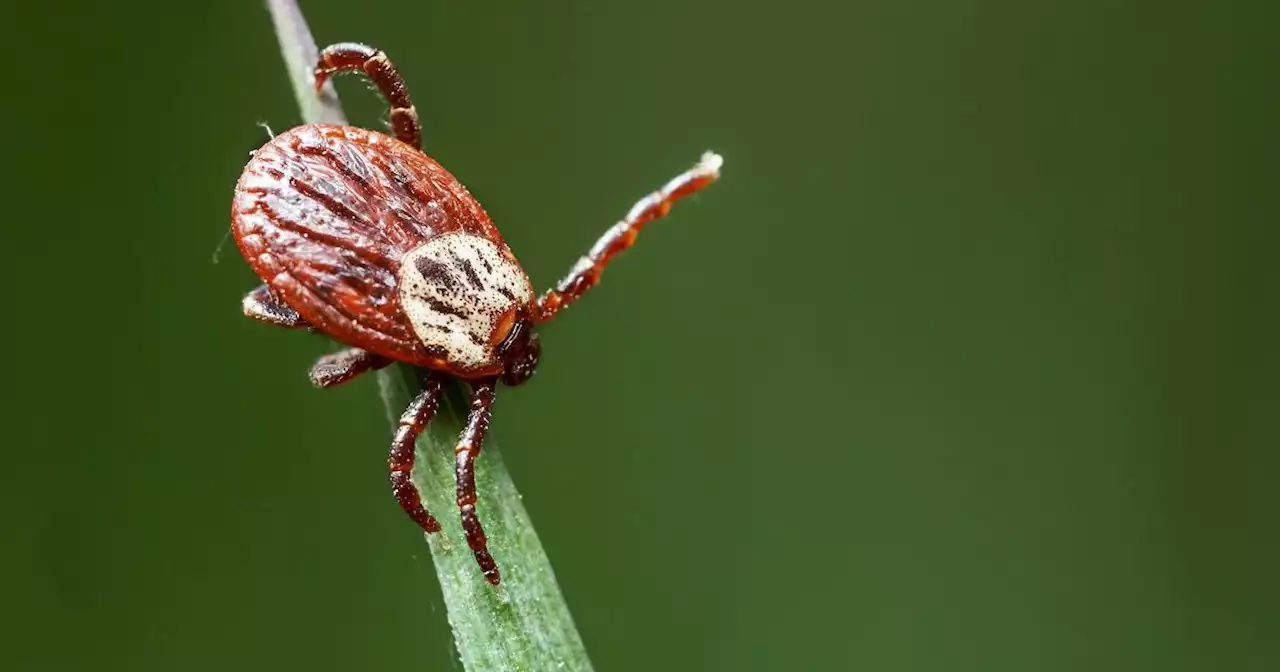 Oh Good – This Deadly Tick-Borne Disease Is 'Very Likely' To Hit Britain