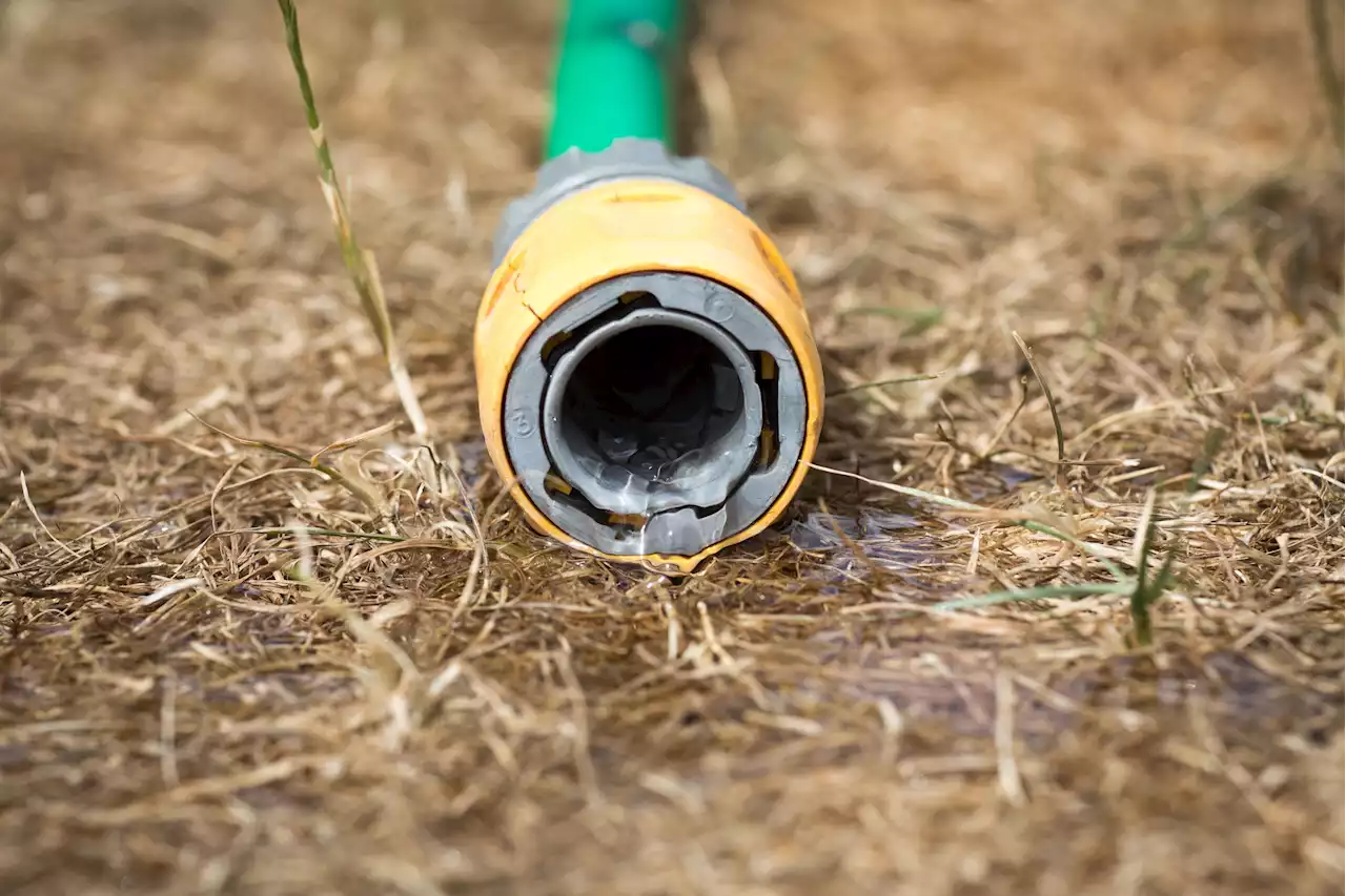 This Is One Of The Worst Things You Can Do To Gardens In A Heatwave