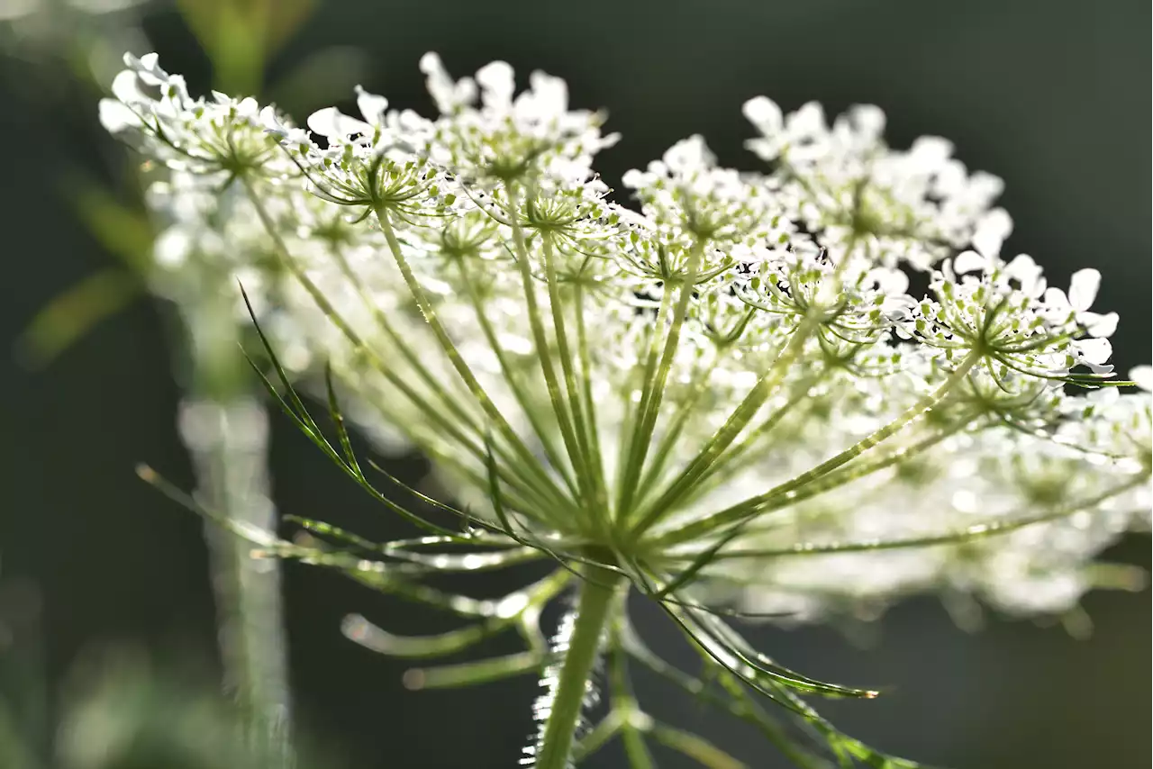 Watch Out: Giant Hogweed Can Cause Severe Burns – And It Thrives In June