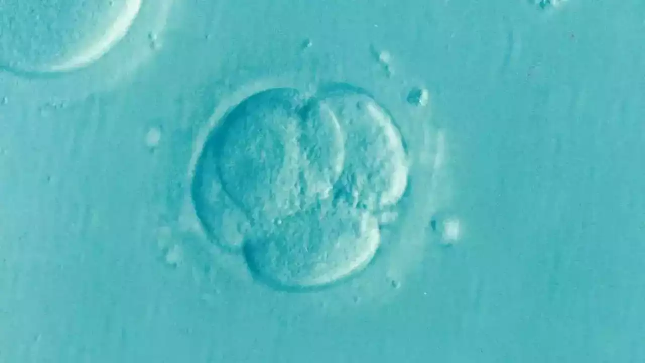 Synthetic human embryos created for the first time