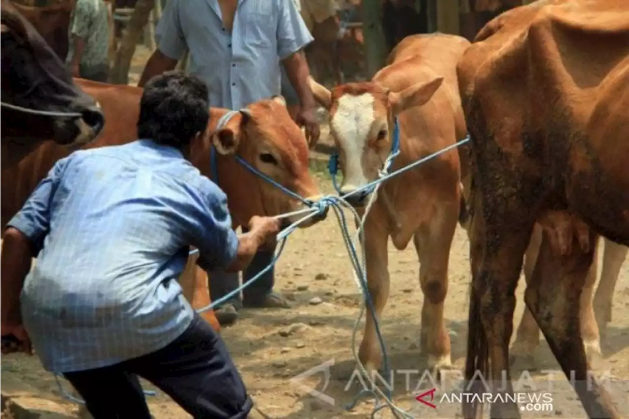 Menjelang Iduladha, Kasus Cacar Sapi Ditemukan di Jabar