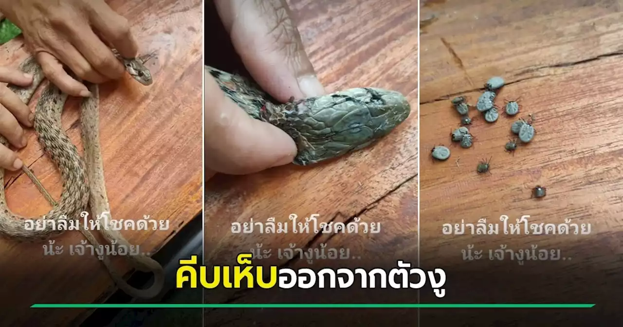 ขนลุกซู่ ! งูเลื้อยโดนเห็บดูดเลือด เจ้าของบ้านใจดีช่วยแกะให้ คอหวยแห่ขอเลขเด็ด