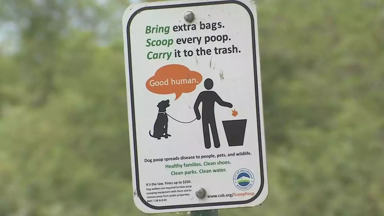 Bellingham’s ‘We Scoop’ contest designed to get rid of dog poop