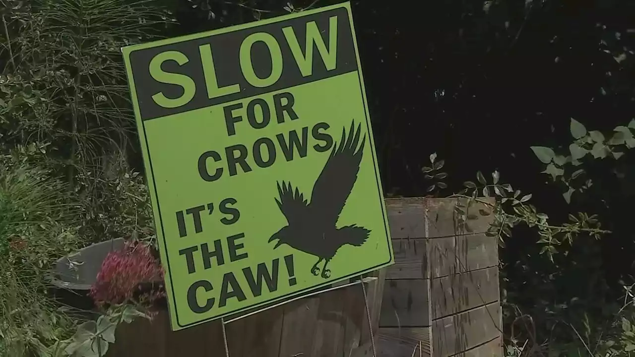 Beware of dive-bombing crows! Seattle gets warning from new signs during nesting season