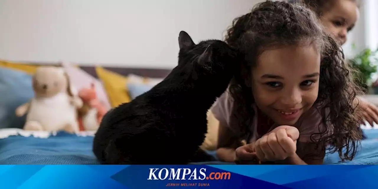 8 Kucing Ramah Anak yang Cocok Dipelihara di Rumah