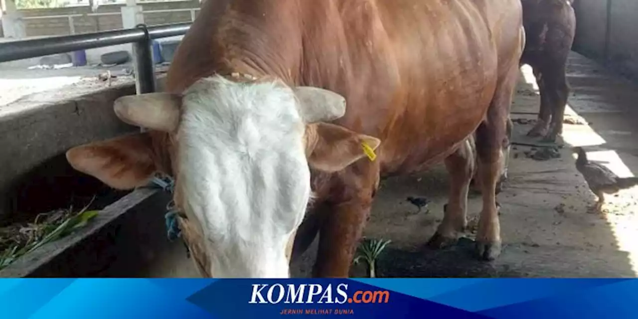 Sapi Kurban Sumbangan Presiden Jokowi di NTB Berbobot 1 Ton