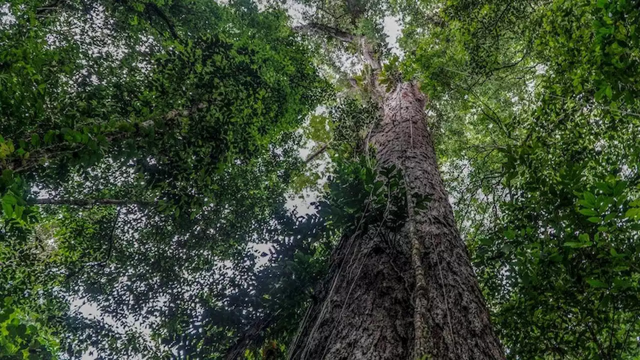 Terungkap Kondisi Terkini 4 Anak yang Sempat Hilang di Hutan Amazon Usai Kecelakaan Pesawat