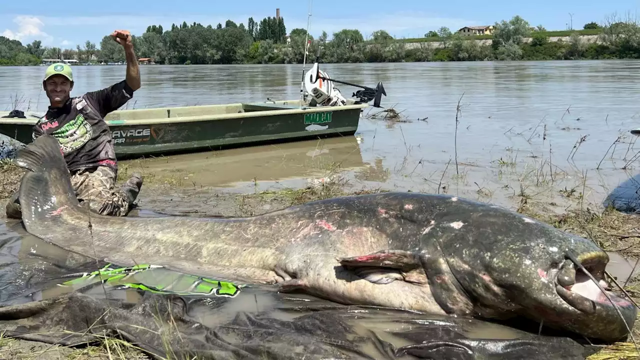 Gigantic, 9.4-foot-long catfish is the largest ever caught