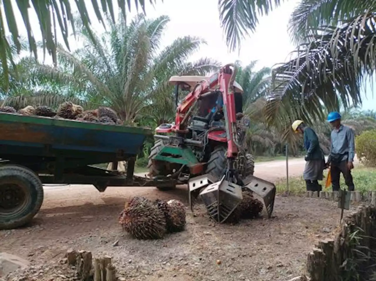 Jalankan Prinsip Bisnis Berkelanjutan, Ini yang Dijalankan Emiten Perkebunan Sawit Sumbermas