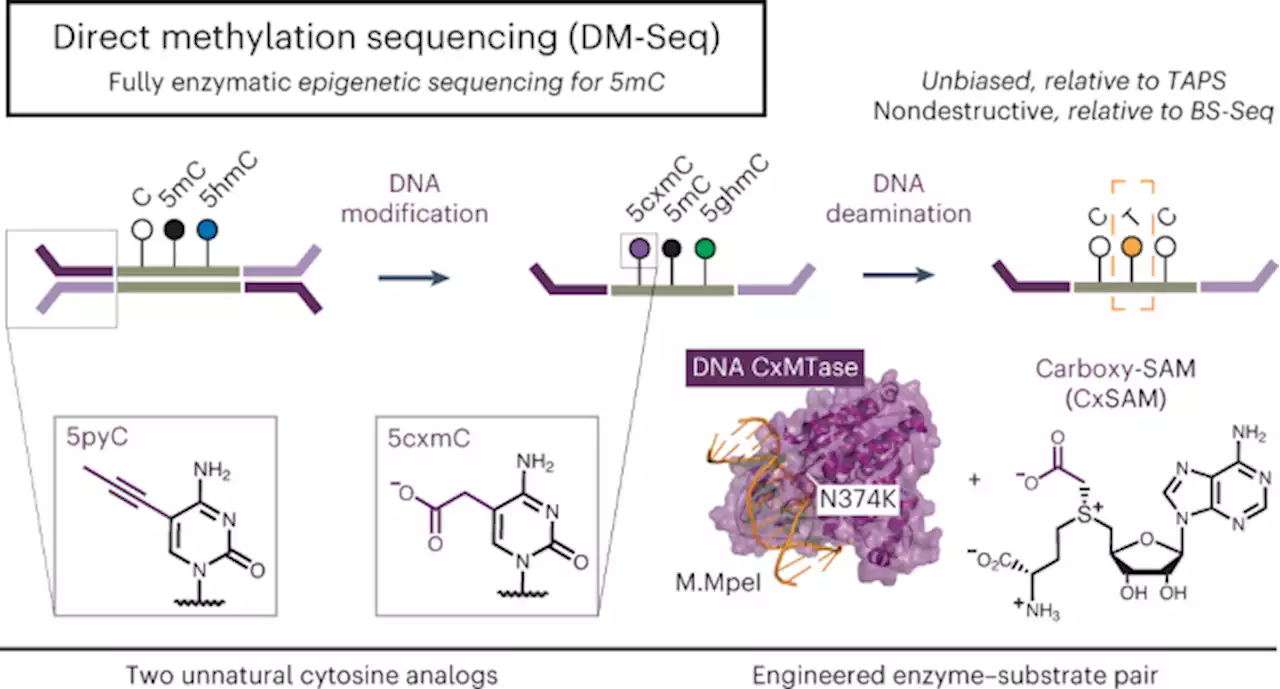 Direct enzymatic sequencing of 5-methylcytosine at single-base resolution - Nature Chemical Biology