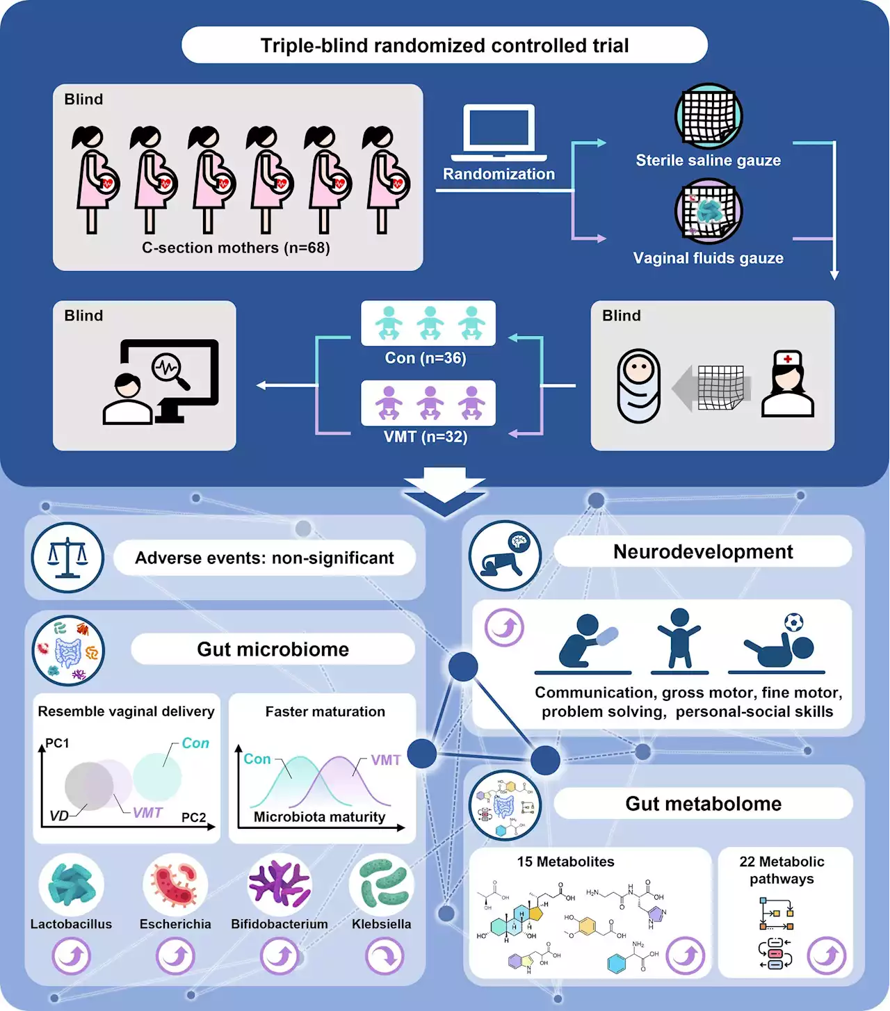 Vaginal microbiota seeding improves the neurodevelopment of babies born via C-section, reveals triple-blind trial