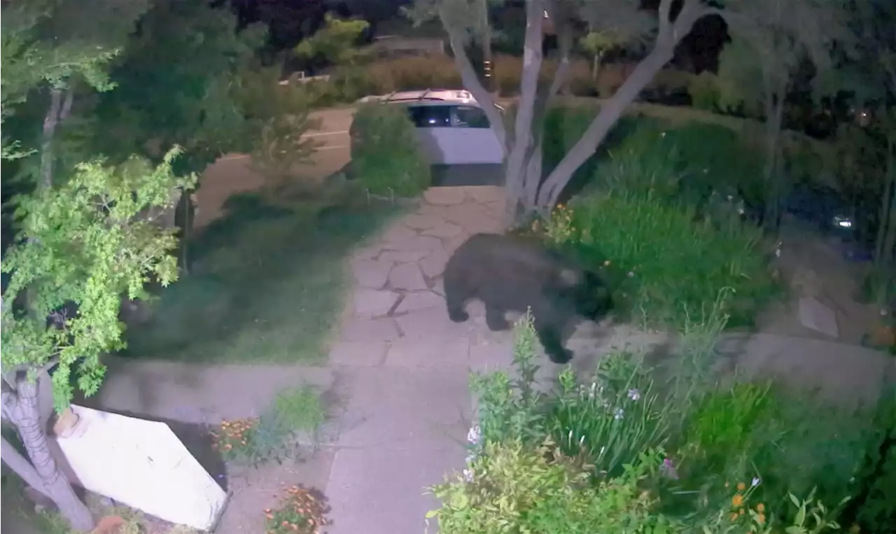 Marin County neighborhood gets rare visit from a black bear