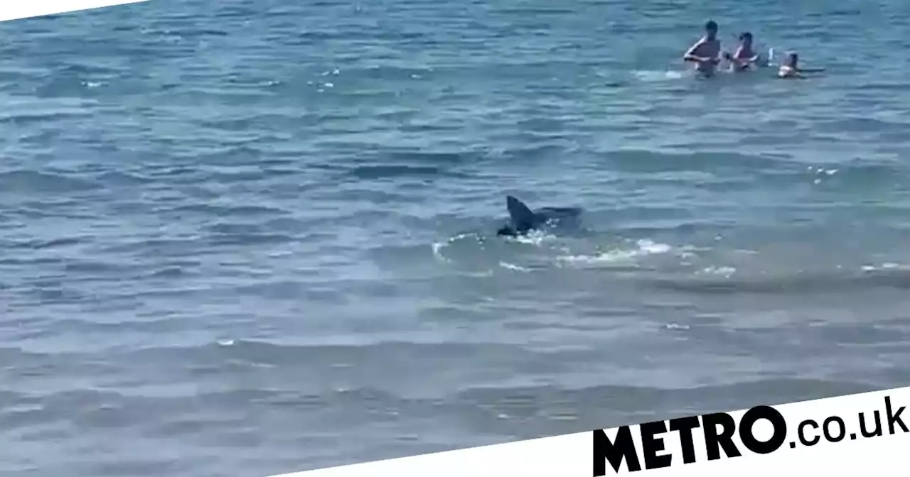 Beachgoers flee the water in fear after shark swims towards them