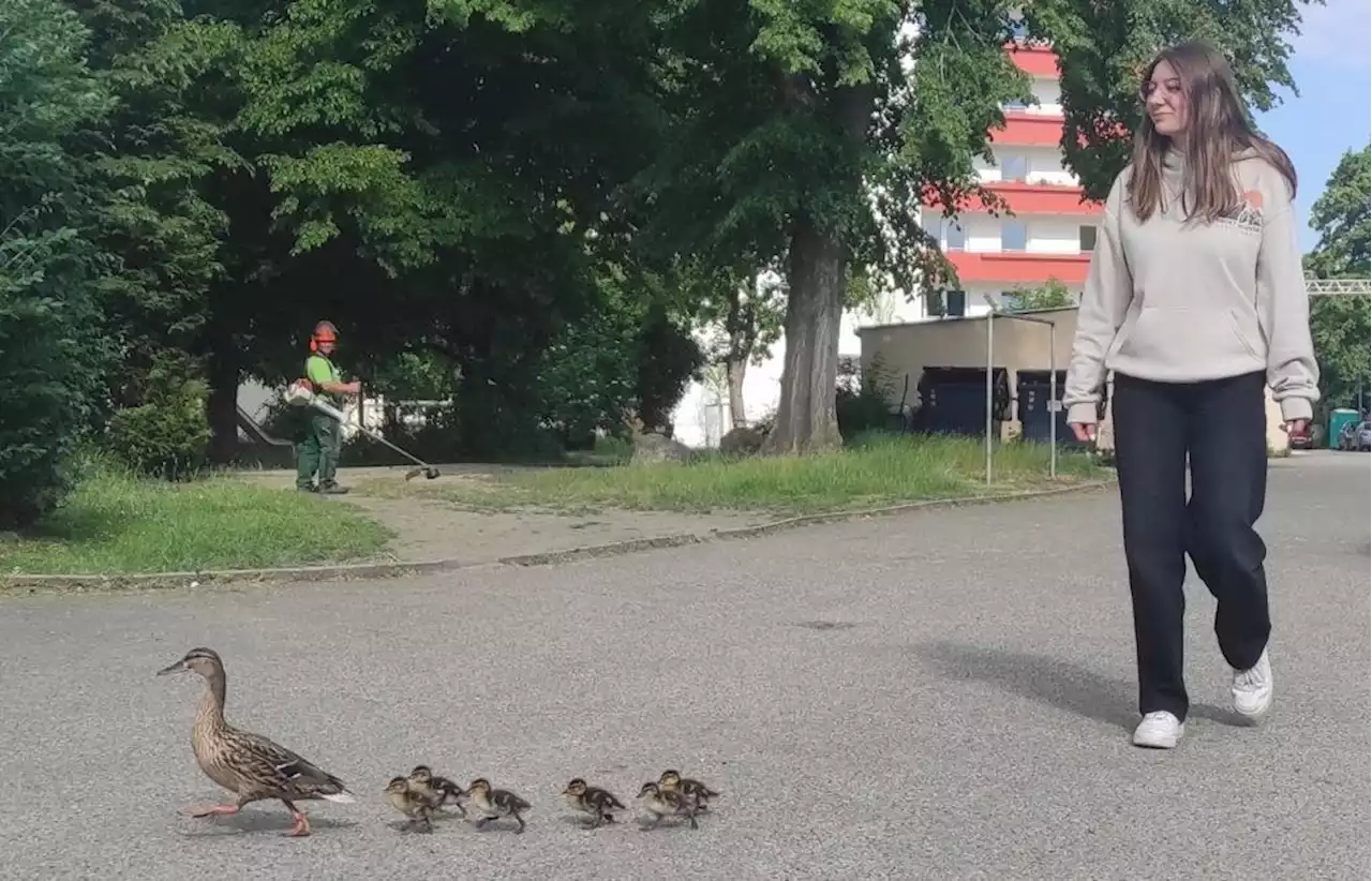 Entenfamilie watschelt durch Regensburg: Junge Frau rettet sie