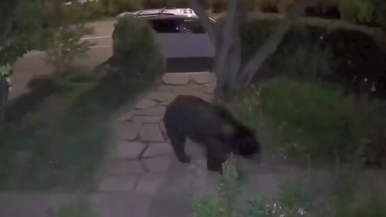 Black bear wanders into San Rafael neighborhood