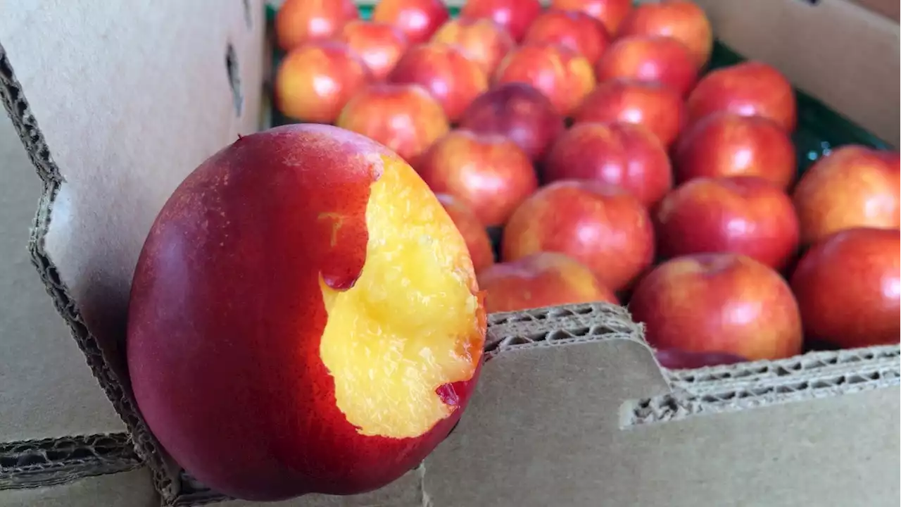 It's Masumoto peach season at Tanaka Farms (but order your fruit fast)