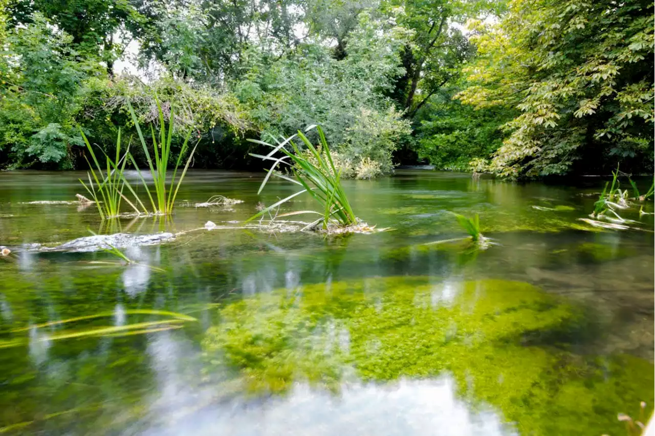 Plan to restore England's chalk streams may take decades