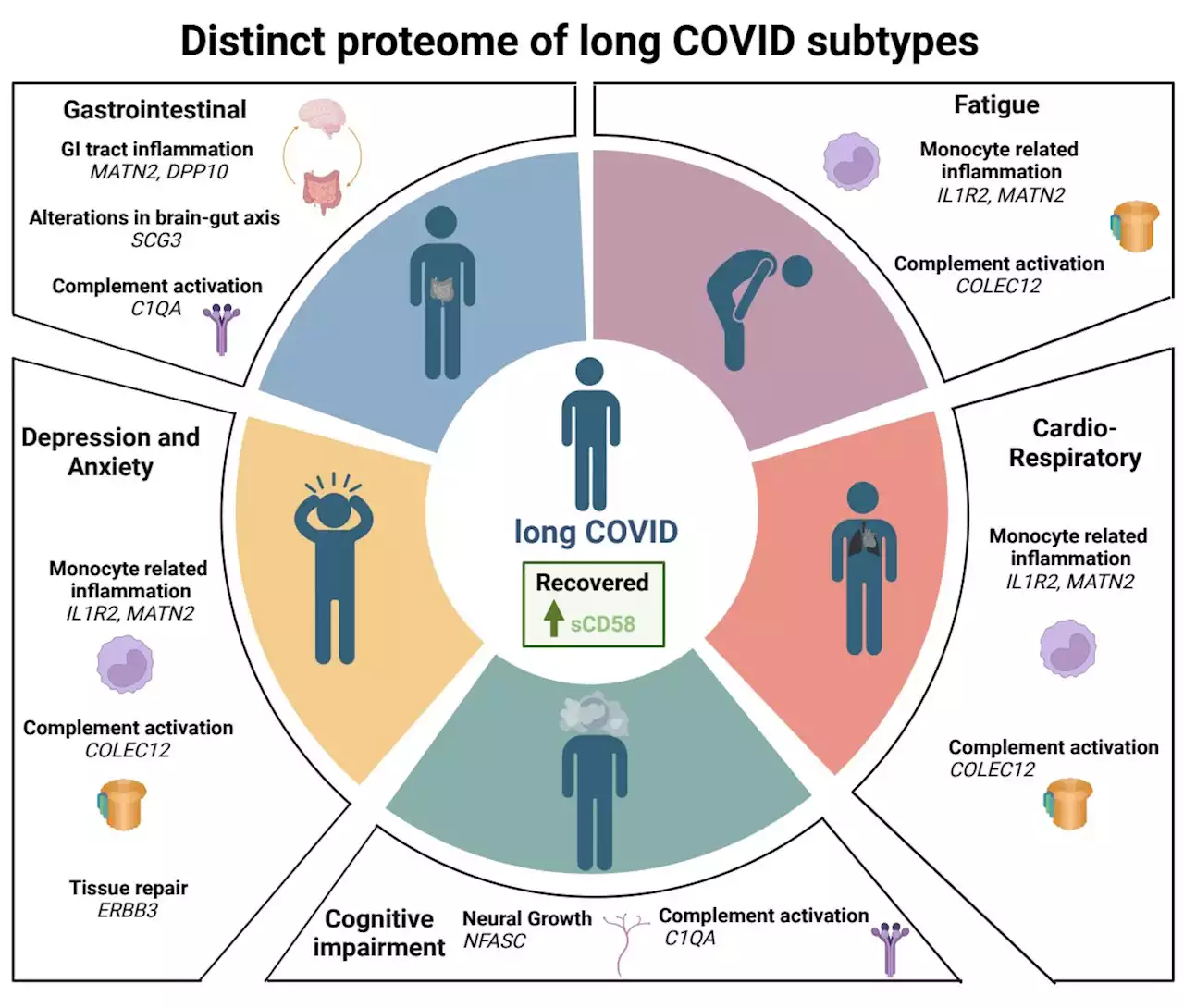 Phenotyping identifies long COVID subtypes