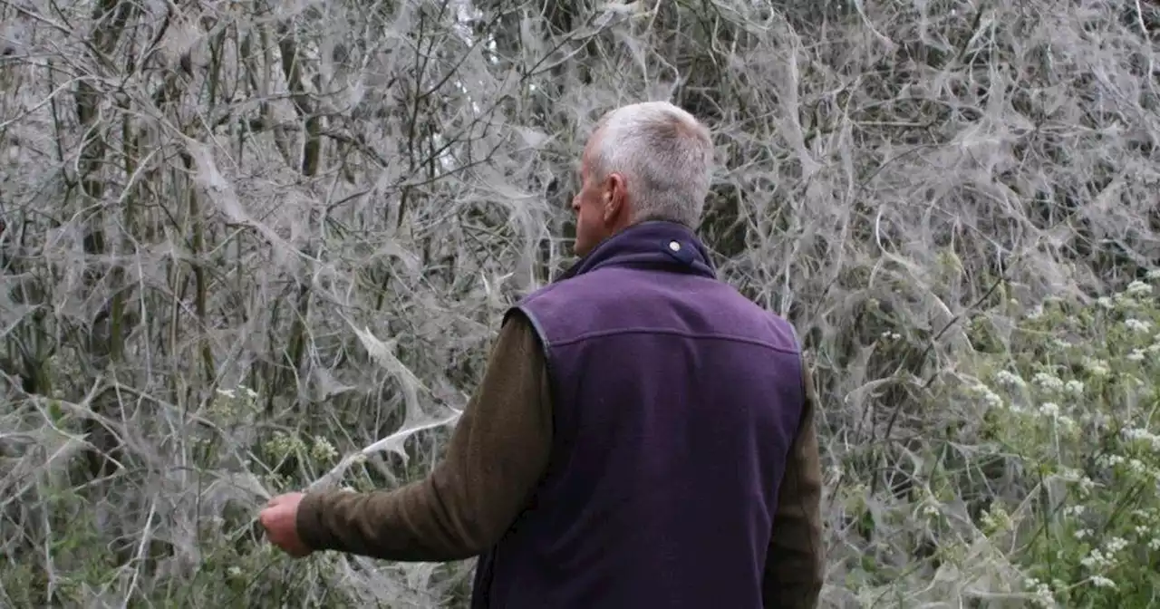 Incredible pics of caterpillars laying huge webs at Northants country house